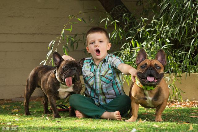 小型看家护卫犬，小型看家护卫犬价格（为你的孩子和家庭保驾护航）