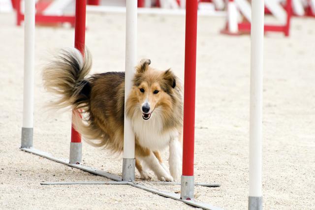 德国牧羊犬是柯利犬种吗，原来牧羊犬有很多种