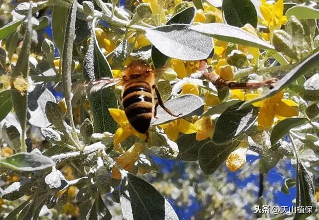 沙枣花是什么，沙枣花是什么意思（又是一年沙枣花开时）