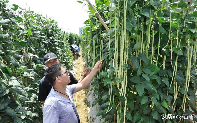 豆角的营养价值，豆角含有哪些营养有什么作用（豆角的4大生长期特征与需肥特点及5大缺素症状识别）