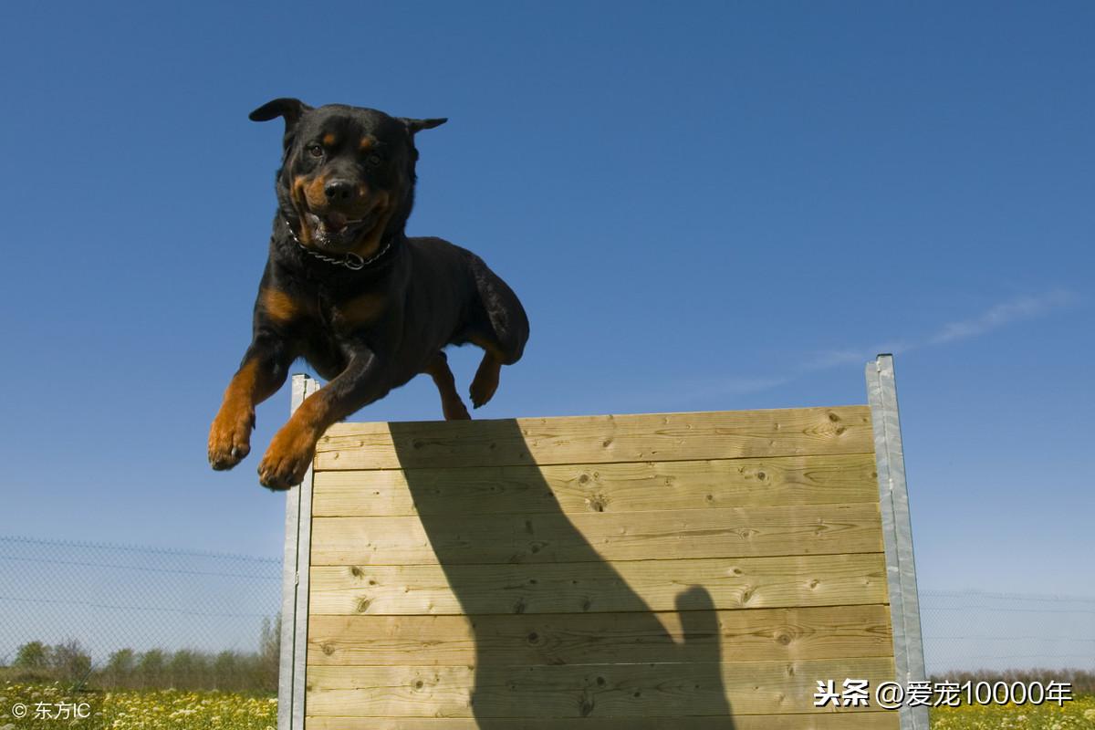 罗威纳犬幼犬(纯种罗威纳犬)