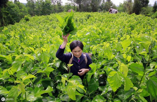 蛋白桑树苗多少钱一株，蛋白桑树苗多少钱一株白桑果子多少钱一株（果桑与蔬菜桑一带一路健康产业趋势）