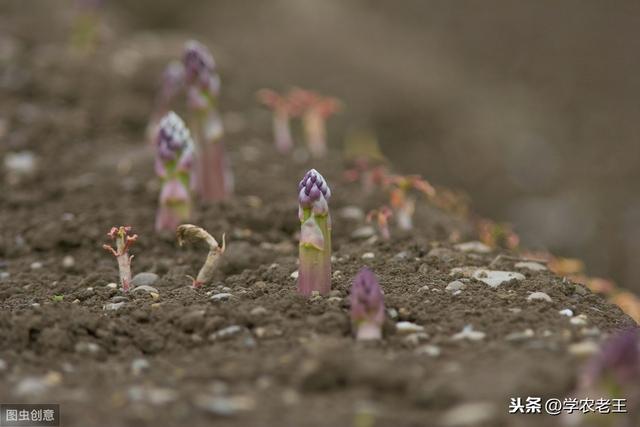 芦笋是什么植物，芦笋是什么（这些种植方法和栽后管理）