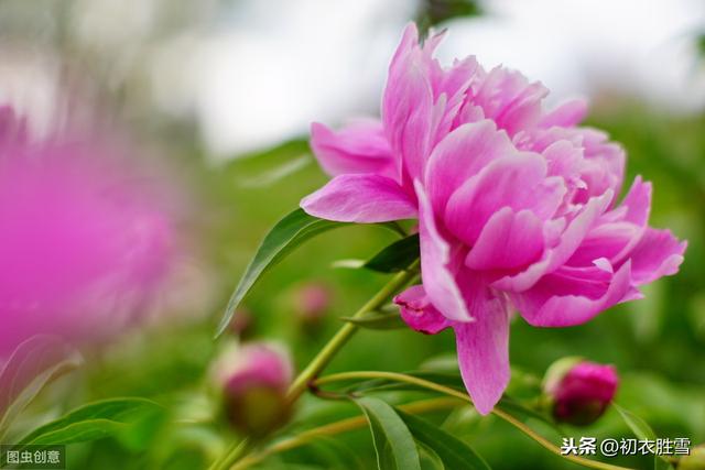 芍药的花语是什么，芍药的花语（芍药到底是相约还是将离）