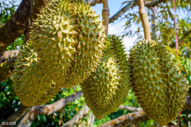 榴莲怎么种植方法，怎样种植高产榴莲