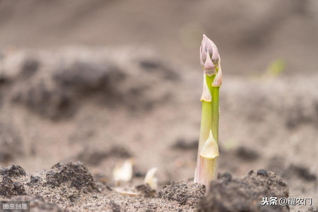 家庭芦笋的种植方法和管理,芦笋的种植方法和时间