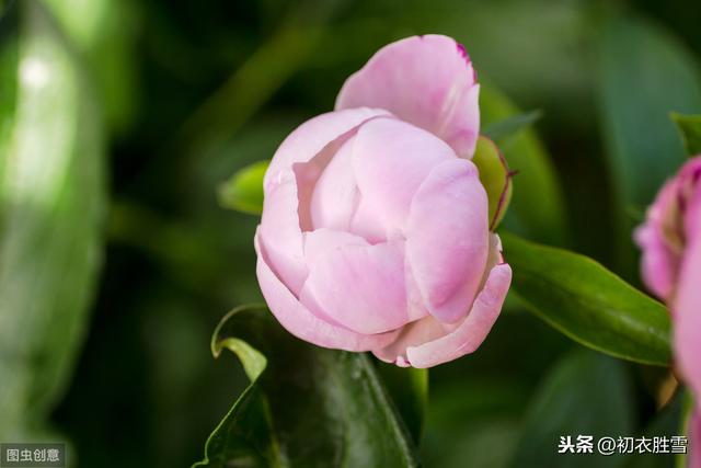 芍药的花语是什么，芍药的花语（芍药到底是相约还是将离）