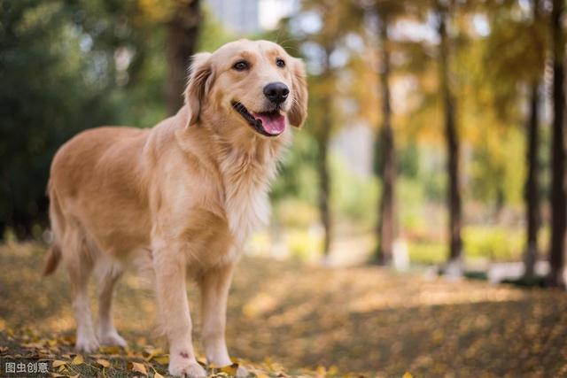 金毛幼犬挑选方法，金毛幼犬怎么挑选（纯种金毛犬都有的5大特征）