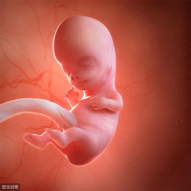 三个月胎儿真实图片图片
