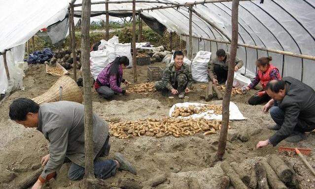 室内天麻种植技术，冬天天麻种植方法（一个一线专家的经验之谈）