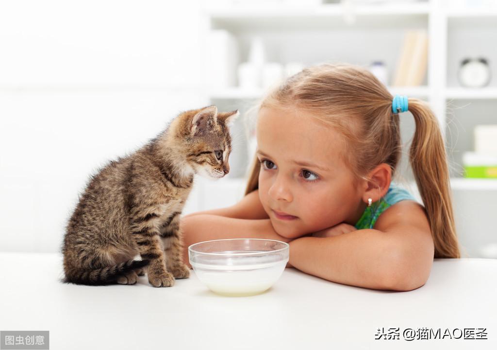 猫咪能喝酸奶吗(三个月小猫能喝酸奶吗)