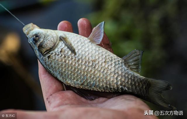 河里的鱼有哪些，河里面野生鱼有哪几种（菜市场河鱼大全）