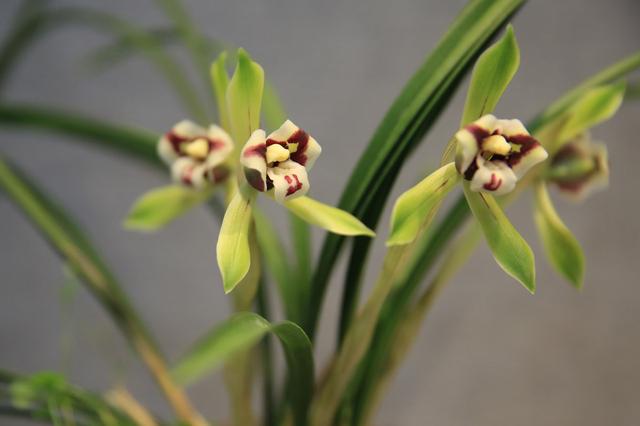 三个让兰花开花多的技巧，怎样才让兰花开花（怎样让兰花开花“香喷喷”）