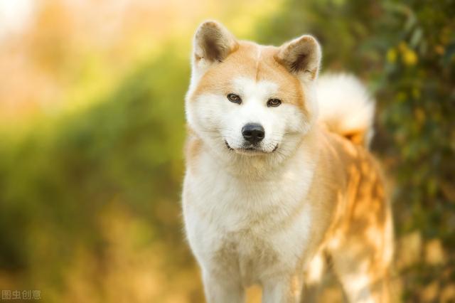 秋田犬圖片,瞭解