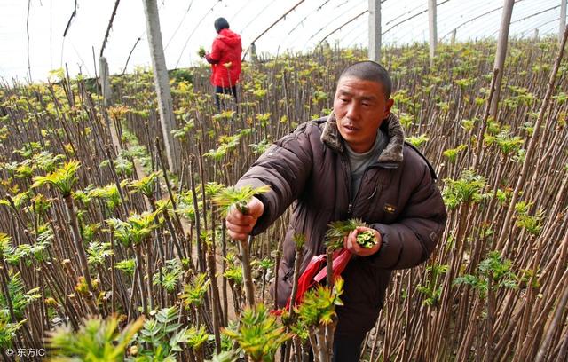 香椿的种植方法，“树上蔬菜”——香椿的栽培管理技术