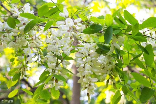 国槐花和洋槐花的功效(国槐花和洋槐花的区别和功效)