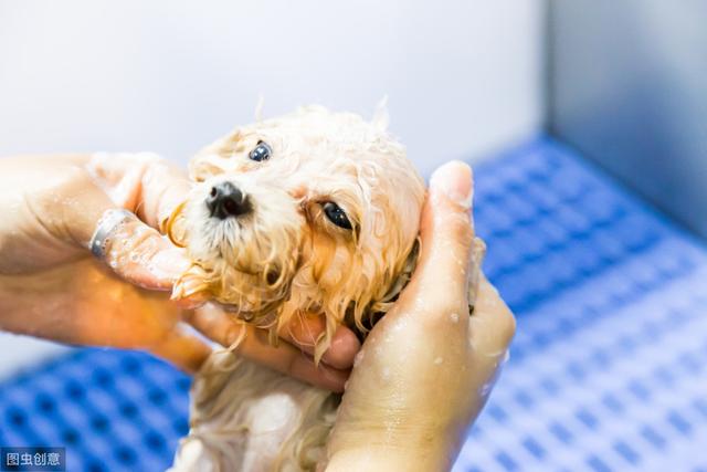 2,貴賓犬冷知識,知道4個以上的,就是合格養狗人