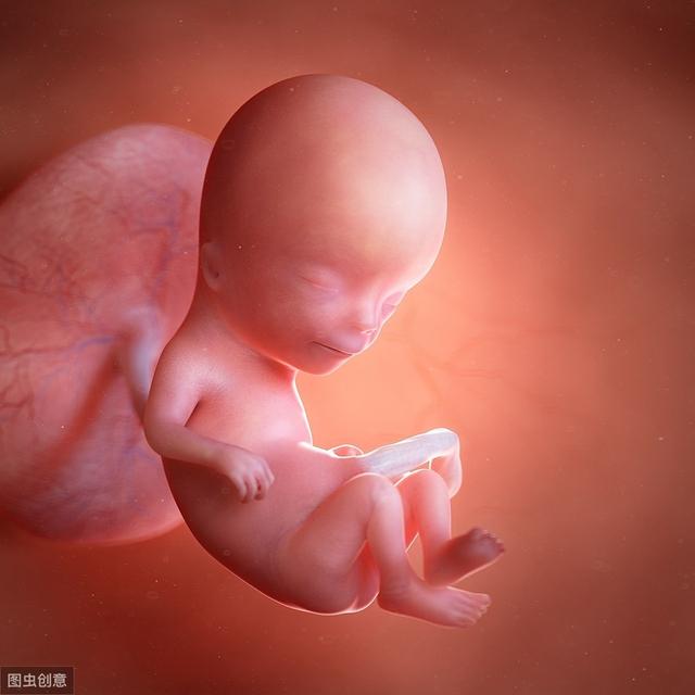 三个月怀孕成型图片,怀孕三个月胎儿图(从胚胎到真正的胎儿)