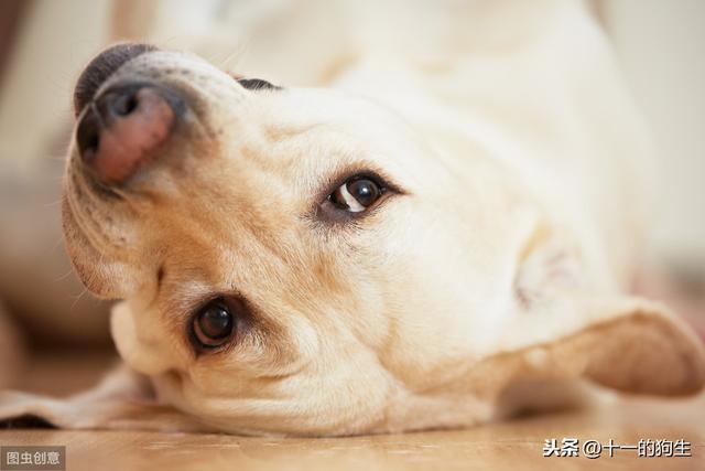 什麼叫細小病毒,什麼是狗狗細小病毒(新手鏟屎官應如何預防幼犬細小)