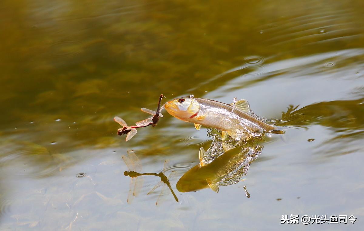 火頭魚多少錢一斤(國內十大掠食性魚類) - 價格百科