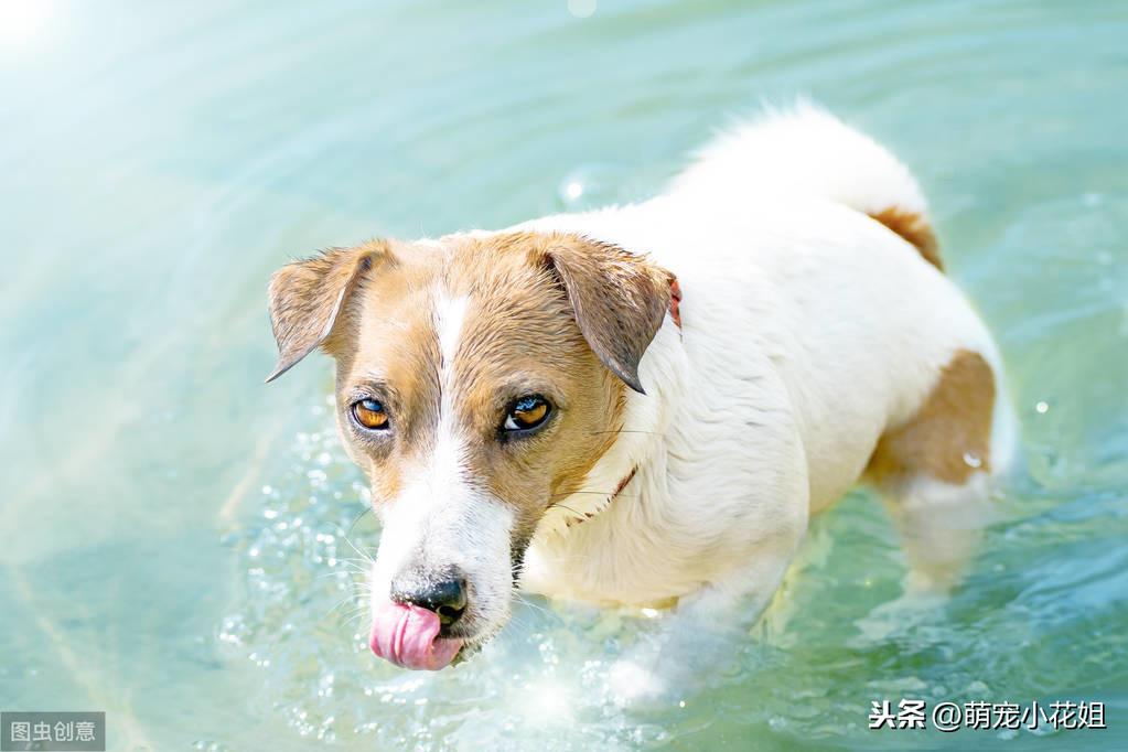 狗狗生完宝宝了还有什么需要注意的（狗狗怀孕前后的饮食和保健指南）