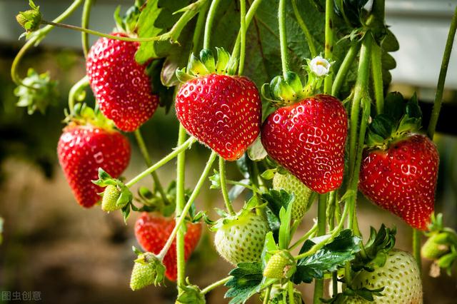 草莓的种植方法，草莓的种植方法和注意事项（一份完整的草莓栽培管理方案送给你）