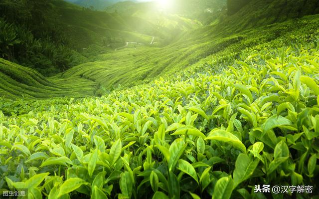 陆羽被后人称之为茶圣的原因，陆羽的《茶经》这样记载