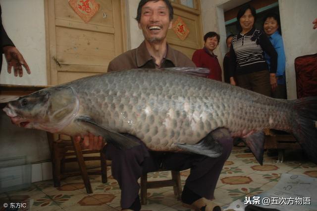 河里的鱼有哪些，河里面野生鱼有哪几种（菜市场河鱼大全）