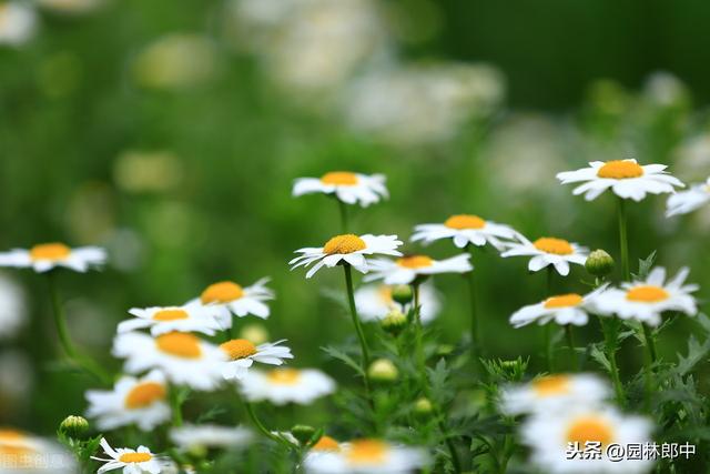 不同颜色的雏菊代表什么花语和寓意，雏菊的花语和象征（今年突然流行起来的小雏菊）