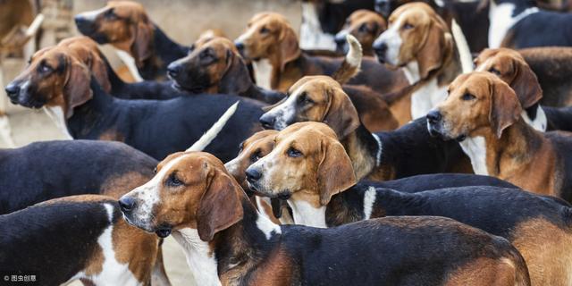 板凳狗,我國哪種狗可以打得過比特犬(板凳狗滅絕了嗎)