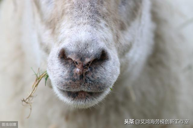 梦到羊是什么预兆，梦到羊的预兆（资深羊倌教你从观察羊的十个细节入手）