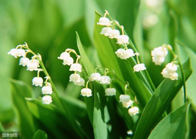 铃兰养植方法，如何养铃兰（植株健壮生长旺盛花多又鲜艳）