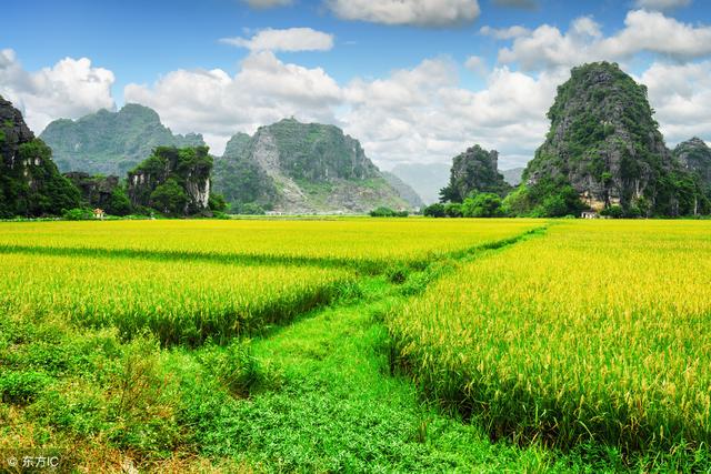 周公解梦梦见荷花，周公解梦梦见荷花没有根（梦见池塘荷花开梦见了你）