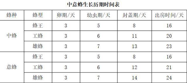 蜜蜂简介，蜜蜂简介15字（养蜂必备小知识——工蜂的一生）