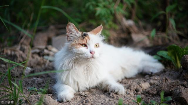 猫艾滋病的症状，猫艾滋病的症状表现（饲养一只患有艾滋的猫咪安全吗）