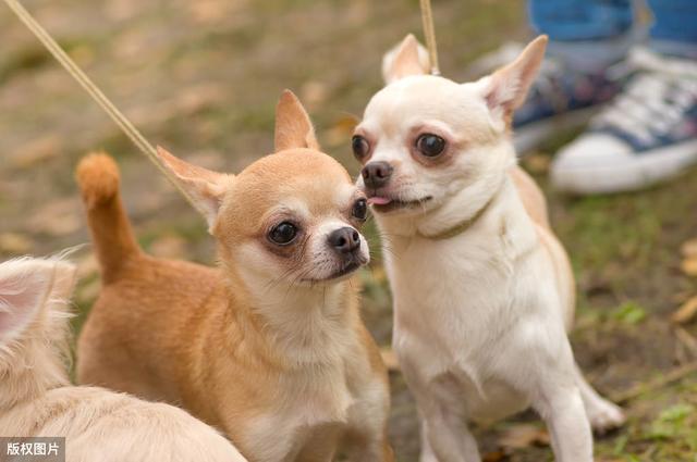 灵缇犬什么颜色最贵，白色灵缇犬贵吗（长相最相似的6组狗狗）