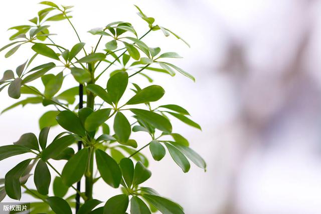 鵝掌木葉子一直變枯黃掉落怎麼辦,鵝掌木掉葉子怎麼回事(家庭養殖的