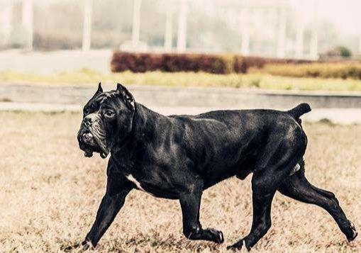 世界上最贵的狗 排名图片