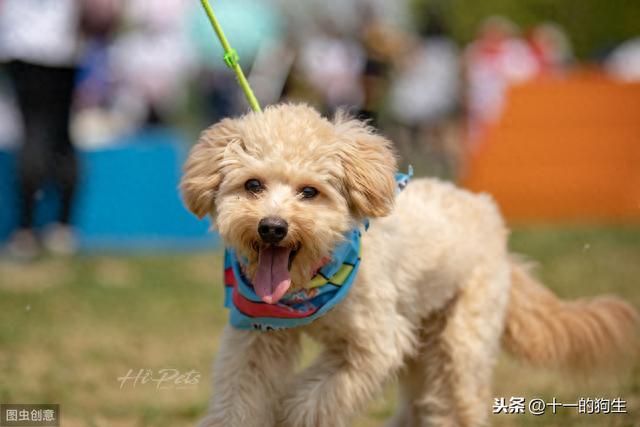 细小初期的便便图片，细小初期症状（细小是有潜伏期的）