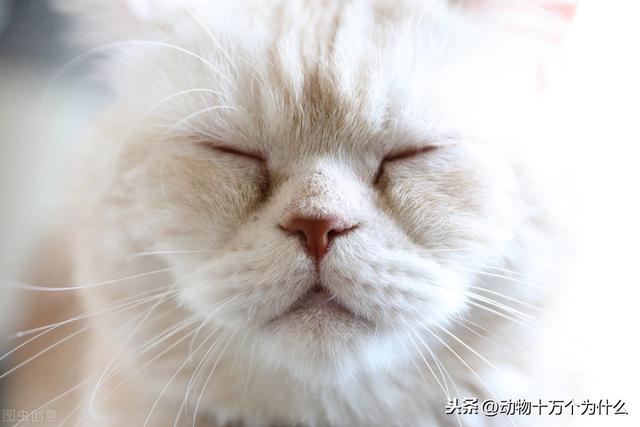 猫的特性及生活习性，喵星人的8个生活习性与行为特征