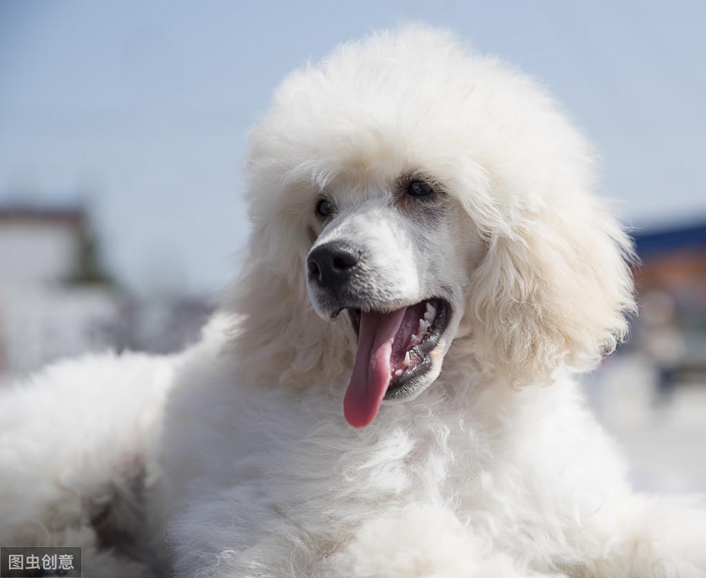 贵宾犬生小狗后应该吃什么（宠物狗产后营养补给指南）