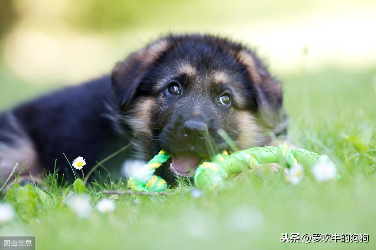 德国牧羊犬幼犬的饲养方法，牧羊犬怎么喂