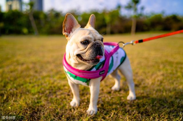 法斗犬的特点，法斗犬的特点是什么（法国斗牛犬优点很多）