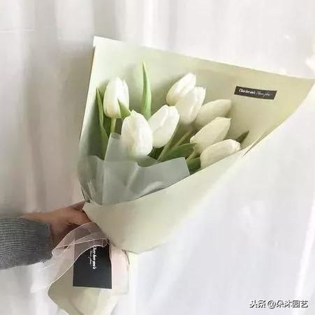 白色郁金香花语，白色郁金香花语象征与寓意（白色郁金香花束）