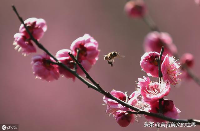 自卖自夸的前一句，王婆卖瓜自卖自夸中卖的是什么瓜（史上最“自卖自夸”的咏梅诗）