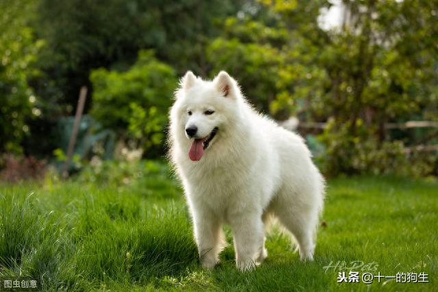 细小初期的便便图片，细小初期症状（细小是有潜伏期的）