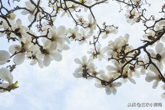 玉蘭花的味道像什麼,玉蘭花的味道像什麼花(兩千多年栽培史的白玉蘭)