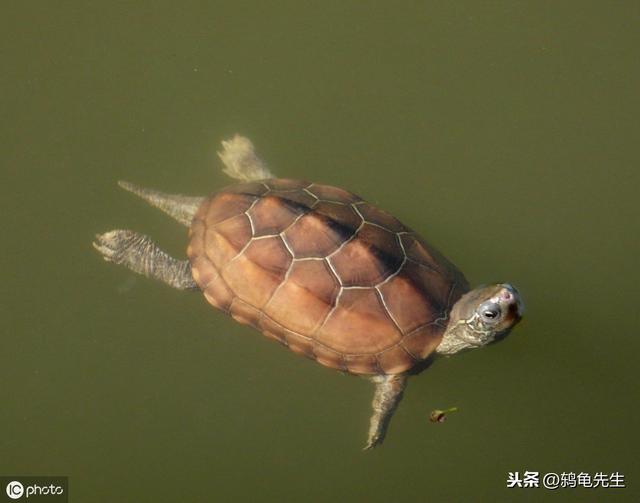 乌龟水霉病图片，乌龟水霉病怎么治（鸫龟先生详解乌龟水霉病的预防与治疗方法）