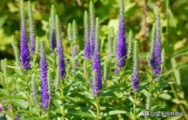 穗花婆婆纳多少钱一株，穗花婆婆纳广东能种吗（穗花婆婆纳既可布置多年生花坛）