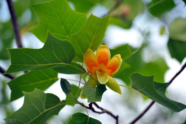 兔尾草花语是什么，兔尾草干花花语（那12生肖的代表植物我选这些）